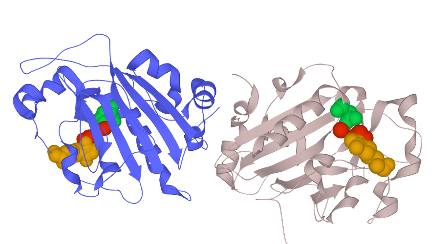 Structure of the S. marcescens nuclease dimer