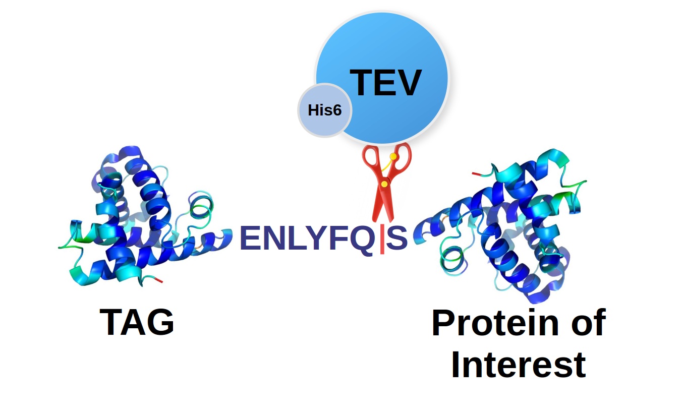 TEV cleavage site