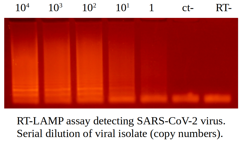 BstI DNA polymerase