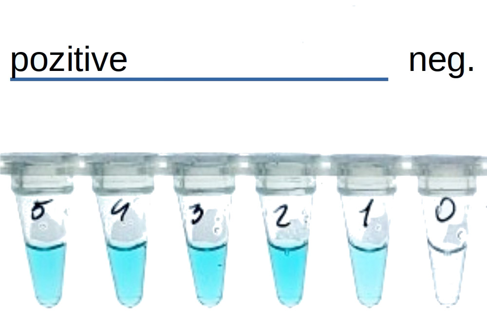 RT-LAMP Assay Colorimetric Kit